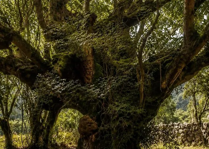 別荘 Casa Del Pisonay, Descanso En La Naturaleza